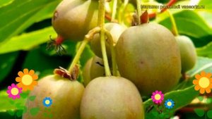 Актинидия аргута Ананасная. Краткий обзор, описание характеристик actinidia arguta Ananasnaya
