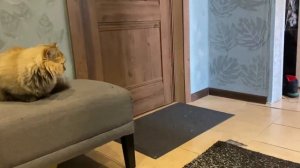 Кормления щенка немецкой овчарки. Как у нас дела?