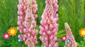 Люпин многолистный Роуз Шейдс. Краткий обзор lupinus polyphyllus russell hybrids Rose Shades