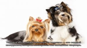 Вес чихуахуа по месяцам и неделям: таблица