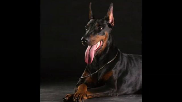 доберман Эдит смотреть онлайн