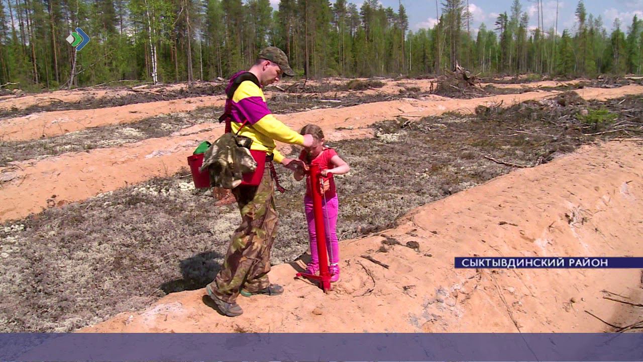 Более 126 тысяч деревьев высажено на территории Коми в рамках Международной акции «Сад памяти»