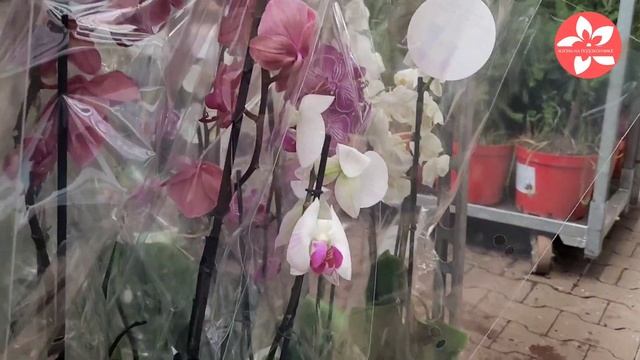 Уценка орхидей в магазине ОБИ на Боровском шоссе в Москве 04.02.2022 смотреть онлайн