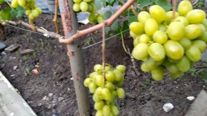 Мускат Дубовский-ранний,с отличным мускатом