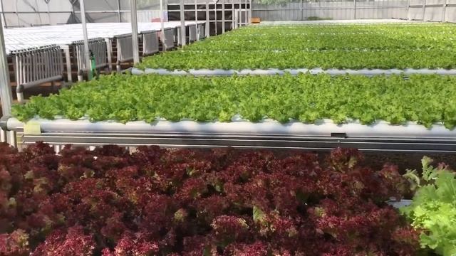 Elon Farm (The Aquaponic Farming) at Bogor West Java Indonesia смотреть онлайн