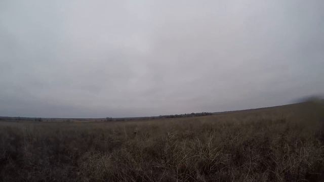 Охота на фазана с дратхаарами .Новый полуавтомат Бекас-Авто ВПО 201 М смотреть онлайн