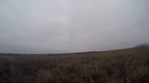 Охота на фазана с дратхаарами .Новый полуавтомат Бекас-Авто ВПО 201 М