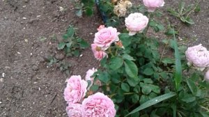 роза айсфогель, питомник роз полины козловой, rozarium.biz