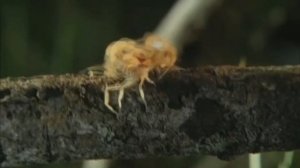 СКОРПИОН ПРОТИВ СКОЛОПЕНДРЫ, ЧЕРНОЙ ВДОВЫ, ПАУКА ОХОТНИКА и других! Скорпион в деле!