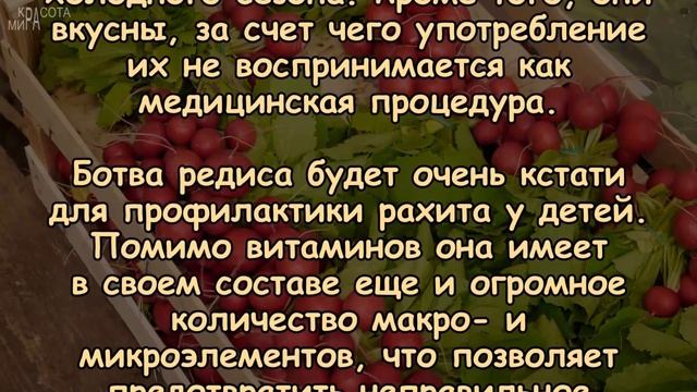 НЕ выбрасывайте БОТВУ РЕДИСКИ! Узнайте, ПОЧЕМУ?