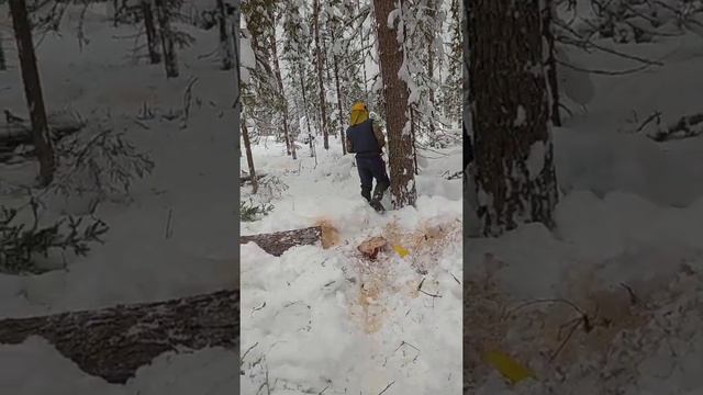 валка леса бензопилой