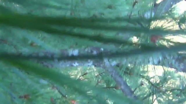 Кедр Залазим на Кедр и сбиваем шишки Белка переживает за кедровые орехи смотреть онлайн