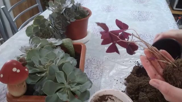 Пересадка экспериментального оксалиса, бабочки, кислички из песка в грунт???
