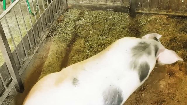 ВСЁ лечит ПИХТА!! Глубокая ПОДСТИЛКА ДЛЯ СВИНЕЙ// КОМПОСТ ИЗ СВИНОГО НАВОЗА.biolatic //ROYAL FEED