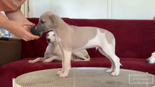 Ketlin Dario (Локки и Буся) 7,5 недель смотреть онлайн