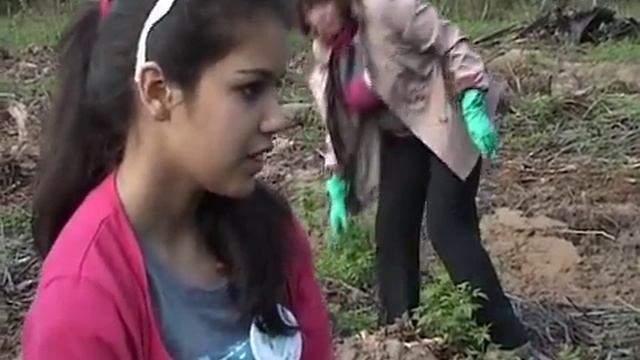 230 саженцев кедровой сосны высадили в Череповецком районе