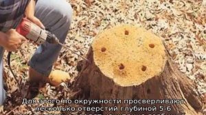 Чем полить дерево, чтобы оно быстро засохло