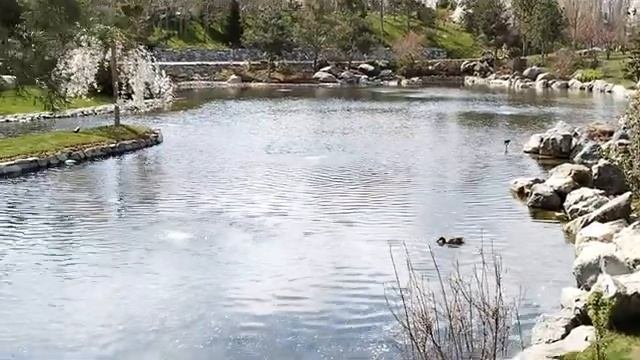 Японский сад. 4 часть