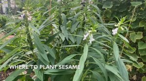 Grow SESAME SEEDS: From Seed to Plant to SEEDS!