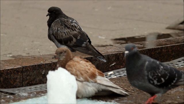 Объектив ВЕГА 5У 4/105 на макромехе + Сanon 80D смотреть онлайн