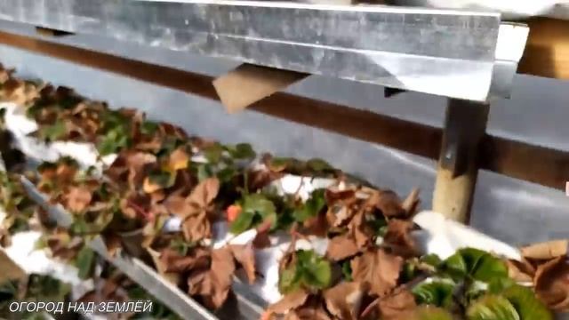 ЗИМОВКА КЛУБНИКИ/ТЕПЛИЦА С КЛУБНИКОЙ/Конец января/Клубника на стеллажах.