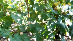 "Маникюр Фингер".