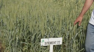 Сравнение сортов яровой мягкой пшеницы различных школ селекции. Часть 1