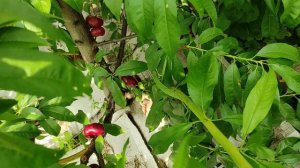 Инжирный нектарин Донат/Donut