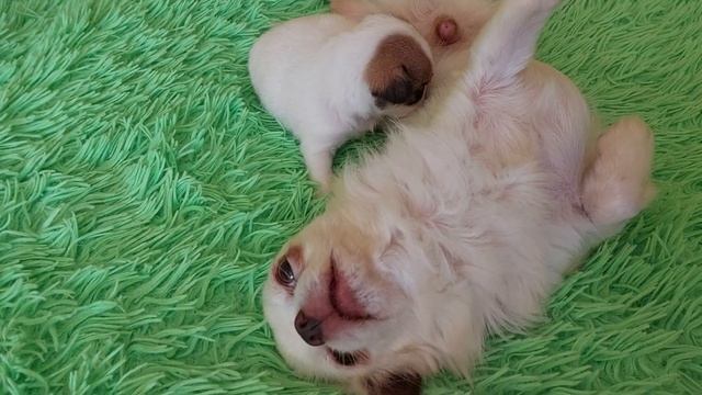 Доброе нежное утро из питомника чихуахуа Кастропуло Крым ❤️ Мажор и внук Юлиан Дон Жуан смотреть онлайн