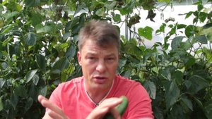 никогда не сажайте на одну гряду перец и огурцы, совместная посадка переца и огурцов - полное фиаск