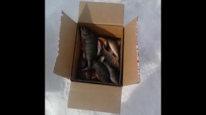 Зимняя рыбалка на красноярском море 2013