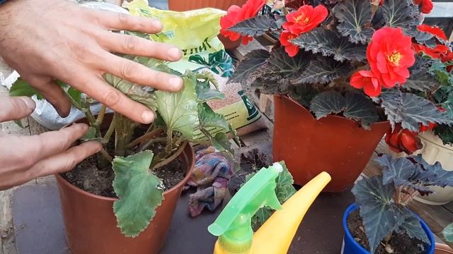 Как Сохранить Бегонию Клубневую Зимой Важно Обрезка Куста??? смотреть онлайн