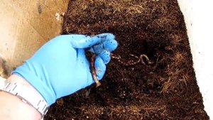 Дендробена, кормление