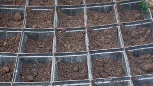 Размножаем кедры. Питомник ? и ? Е. Иващенко