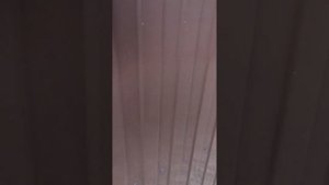 Как отучить собаку прыгать на хозяев и других людей при встрече.