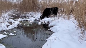 Ангус открытое содержание.Коровы зимой