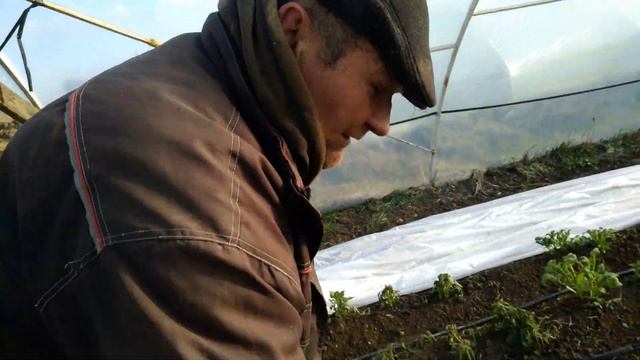 Выращивание раннего картофеля в теплице без отопление. 40 дней после высадки смотреть онлайн