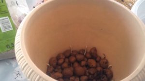 Спасаю Диффенбахию