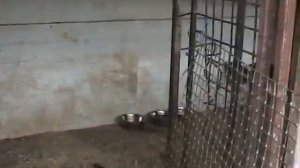 Приют