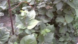 Бесшипная ежевика Дойл