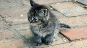 Верка Сердючка- Мне так нужна любовь твоя