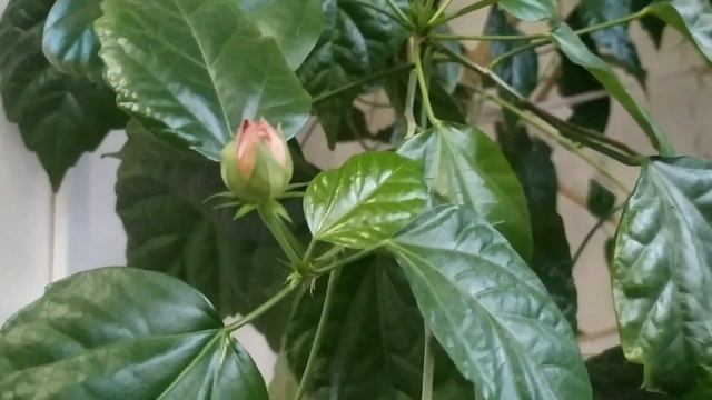растение Гибискус из семейства Мальвовые / Hibiscus Malvaceae смотреть онлайн
