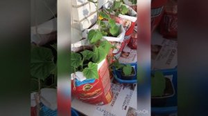 КАК ПОДВЯЗЫВАТЬ ОГУРЦЫ НА БАЛКОНЕ?