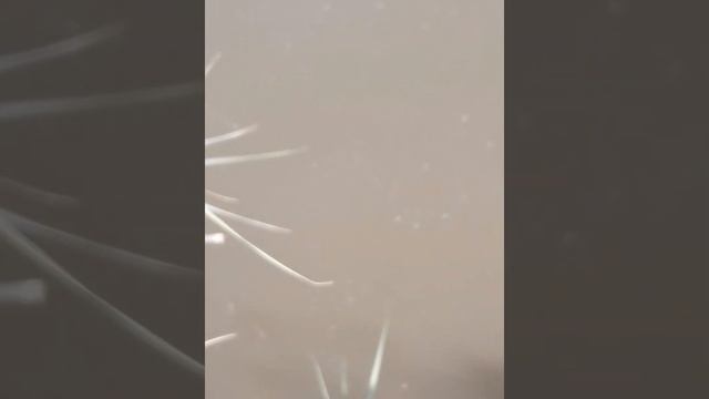 каракалпакстан хожели 2022