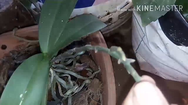 How to induce blooming on Phalaenopsis Orchids смотреть онлайн