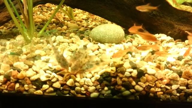 Сомик крапчатый и тетра аманда смотреть онлайн