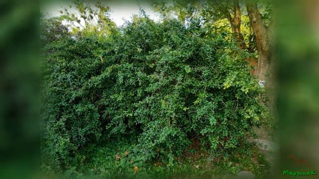 Video for relaxing. Find a cat and a bumblebee. Видео для отдыха и релаксации. Найди котика и шмеля смотреть онлайн