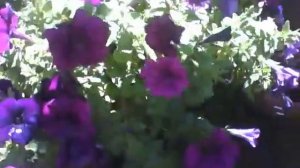 Beautiful purple petunia flowers in the flower shop, beauty splendor [Nature & Animals]