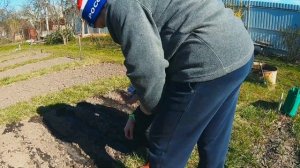 ДАЧНЫЕ БУДНИ: СЕЕМ РЕДИС, СВЕКЛУ, УКРОП И САЛАТ. ПОСАДИЛИ БАРХАТЦЫ. ПОЛИЛИ ГРЯДКИ.