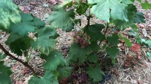 Г/ ф Калугина Роза красная, обзор.